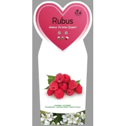 Raspberry - Rubus idaeus AROMA QUEEN