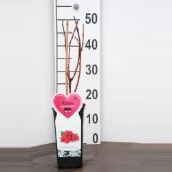 Raspberry - Rubus idaeus AROMA QUEEN