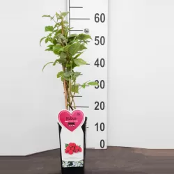 Raspberry - Rubus idaeus AROMA QUEEN