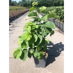 Lazdynas - Corylus avellana HALĖS MILŽINAI