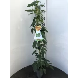 Smailialapė aktinidija - Actinidia arguta SUPER ISSAI (SAVID.)