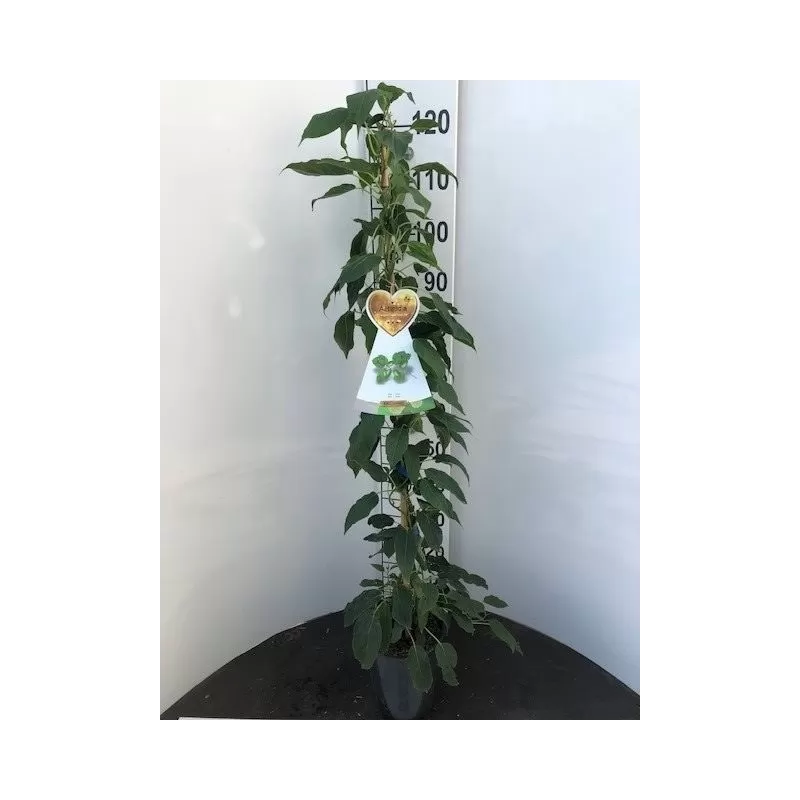 Smailialapių aktinidijų Issai sodinukai su pristatymu į namus