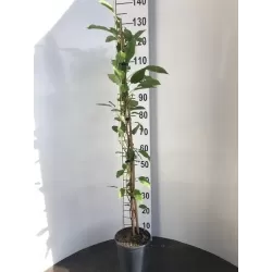 Smailialapė aktinidija - Actinidia arguta SUPER ISSAI (SAVID.)