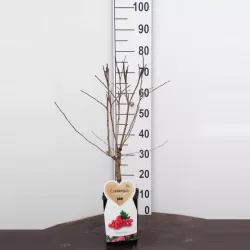 Crataegus laevigata PAULS SCARLET