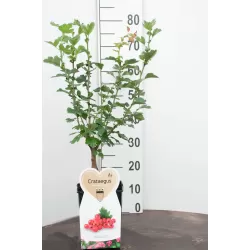 Glotnioji gudobelė - Crataegus laevigata PAULS SCARLET