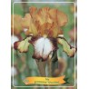 Iris germanica Siva Siva P11 (užsakius iš rudens 8 vnt. + 2 vnt. dovanų)  Brons + baltate lip