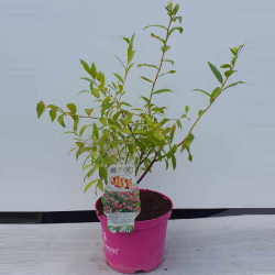 Šilauogė - Vaccinium corymbosum PINK MARMALADE