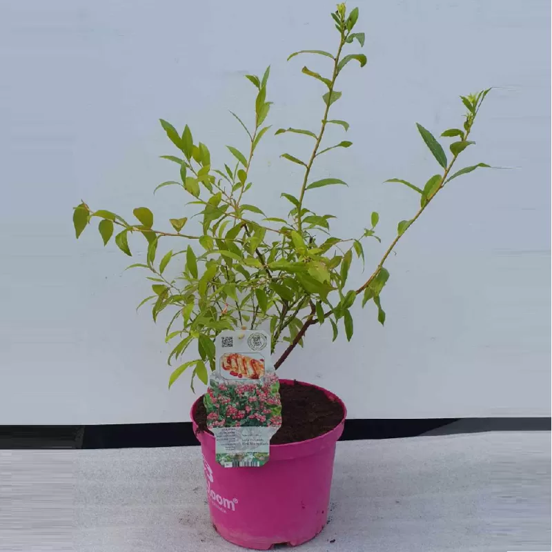 Šilauogė - Vaccinium corymbosum PINK MARMALADE