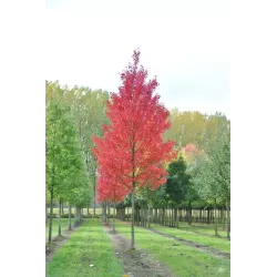 Raudonasis klevas - Acer rubrum BRANDYWINE