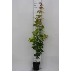 Raudonasis klevas - Acer rubrum BRANDYWINE