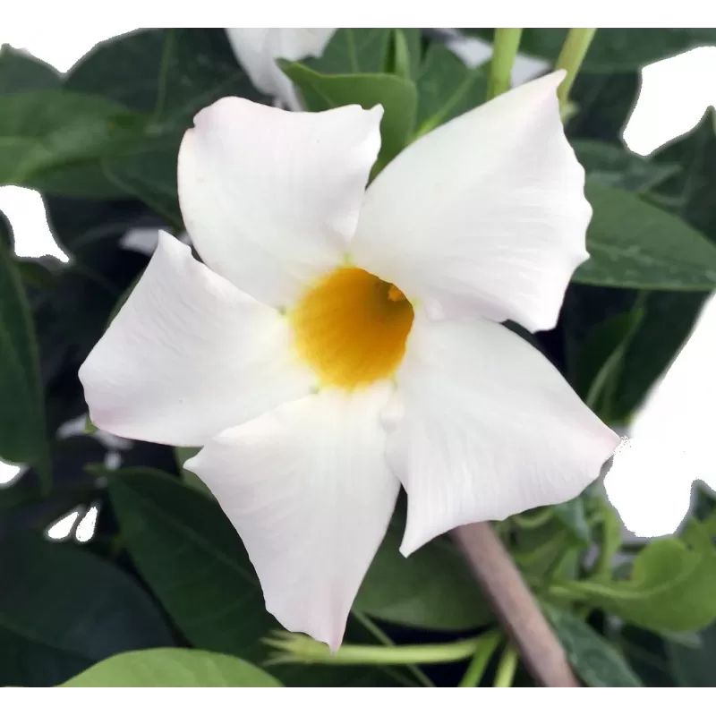 Mandevilė (sundavilė, mandevila, dipladenija) - Mandevilla sundaville (syn. dipladenia)
