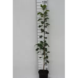 Alksnialapė medlieva - Amelanchier alnifolia Obelisk ®