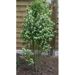 Amelanchier alnifolia Obelisk P23C5 60-80 CM
