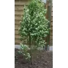 Alksnialapė medlieva - Amelanchier alnifolia Obelisk ®