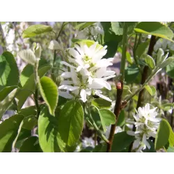 Alksnialapė medlieva - Amelanchier alnifolia Obelisk ®