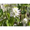 Amelanchier alnifolia Obelisk P23C5 60-80 CM