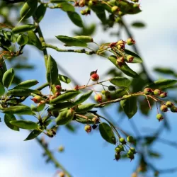 Glotniųjų medlievų Ballerina sodinukai su pristatymu į namus