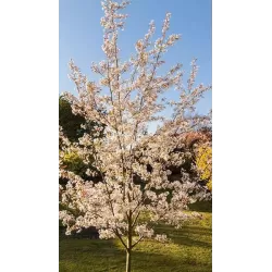 Glotniųjų medlievų Ballerina sodinukai su pristatymu į namus