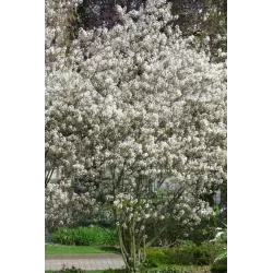 Glotniųjų medlievų Ballerina sodinukai su pristatymu į namus