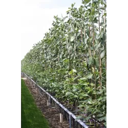 Glotniųjų medlievų Ballerina sodinukai su pristatymu į namus