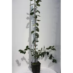 Glotniųjų medlievų Ballerina sodinukai su pristatymu į namus