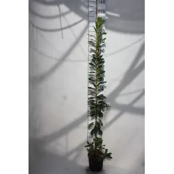 Žemuoginis arbutas - Arbutus unedo