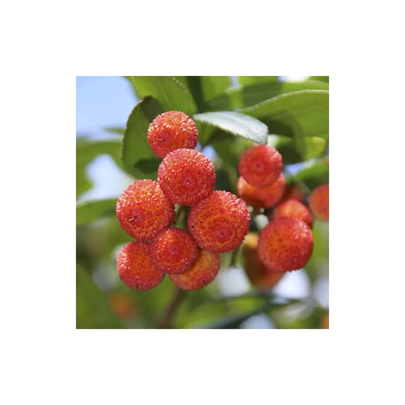 Žemuoginis arbutas - Arbutus unedo Žemuoginis arbutas - Arbutus unedo