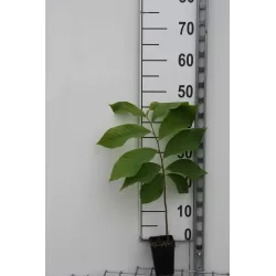 Triskiautė azimina - Asimina triloba