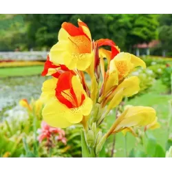 Kana - Canna CLEOPATRA