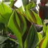 Canna CLEOPATRA