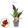 Canna CLEOPATRA