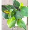 Kana - Canna CLEOPATRA