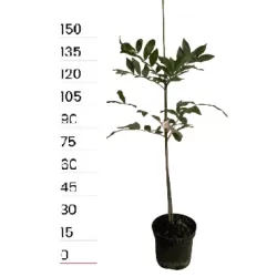 Baltoji karija - Carya ovata