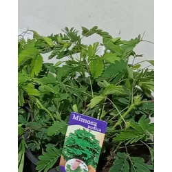 Mimosa pudica