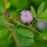 Mimosa pudica