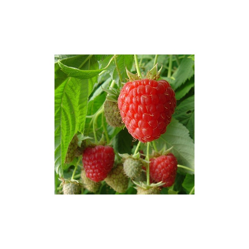 Avietė (vasarinė) - Rubus idaeus MEEKER ®
