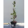 Highbush Blueberry - Vaccinium corymbosum BLUECROP