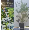 Aukštoji šilauogė (ankstyva - vid. vėl.) - Vaccinium corymbosum REKA