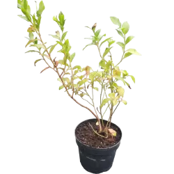 Highbush Blueberry - Vaccinium corymbosum BLUECROP