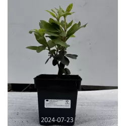 Amerikinis rododendras - Rhododendron Catawbiense ROSEUM ELEGANS