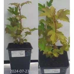 Paprastasis (sodinis, kultūrinis) putinas - Viburnum opulus ULGEN