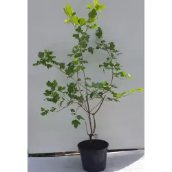 Viburnum opulus ROSEUM