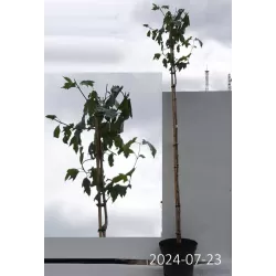 Paprastasis putinas su pristatymu į namus