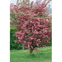 Glotnioji gudobelė - Crataegus laevigata ROSEA FLORE PLENO