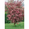 Hawthorn - Crataegus laevigata ROSEA FLORE PLENO