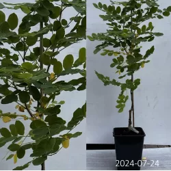 Plaukuotoji robinija - Robinia hispida Macrophylla