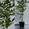 Plaukuotoji robinija - Robinia hispida Macrophylla