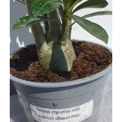 Tinūtras (dykumos rožė) - Adenium obesum PINK
