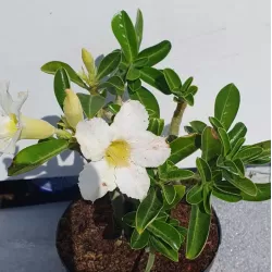 Dykumos rožės Anouk su pristatymu į namus