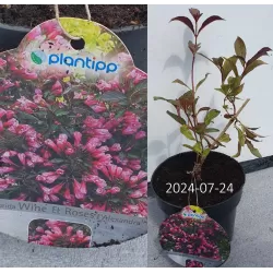 Garden plants/Trees/Flowers/ web-shop